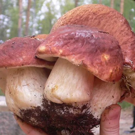 Heart Of Silence Villa Leivonmaki (Southern Savonia)