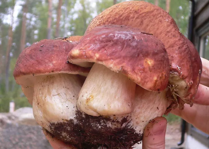 Heart Of Silence Villa Leivonmaki (Southern Savonia)